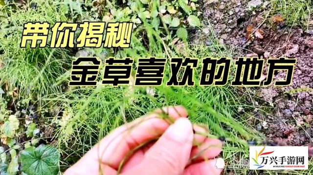 探寻秘境中的神奇之草，久热草的药用价值与种植技术研究进展