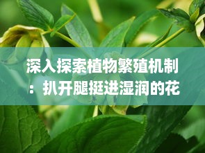 深入探索植物繁殖机制：扒开腿挺进湿润的花苞高清视频展示