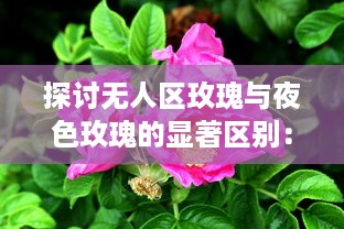 探讨无人区玫瑰与夜色玫瑰的显著区别：以生长环境、色彩特征和文化象征意义为切入点