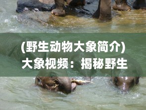 (野生动物大象简介) 大象视频：揭秘野生大象的日常生活习性和保护现状