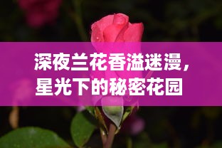 深夜兰花香溢迷漫，星光下的秘密花园 ，揭秘夜兰神秘生态与独特魅力 v7.6.3下载