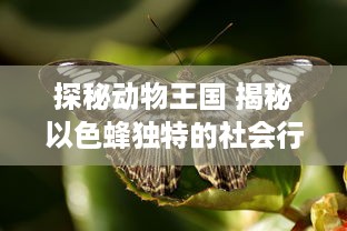 探秘动物王国 揭秘以色蜂独特的社会行为与影响力：了解它们如何通过视频传播改变生态系统