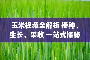 玉米视频全解析 播种、生长、采收 一站式探秘玉米的奇妙旅程，带你领略农业的魅力