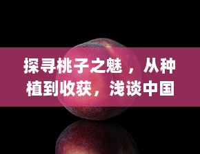 探寻桃子之魅 ，从种植到收获，浅谈中国传统桃子文化与现代桃子产业发展