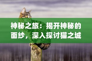 神秘之旅：揭开神秘的面纱，深入探讨猫之城的秘密和它们的神奇力量