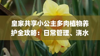 皇家共享小公主多肉植物养护全攻略：日常管理、浇水技巧和养殖环境详细介绍