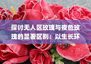 探讨无人区玫瑰与夜色玫瑰的显著区别：以生长环境、色彩特征和文化象征意义为切入点