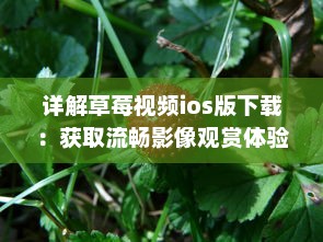 详解草莓视频ios版下载：获取流畅影像观赏体验的全过程指南 v7.3.4下载