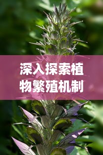 深入探索植物繁殖机制：扒开腿挺进湿润的花苞高清视频展示 v9.3.0下载