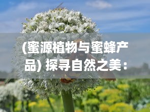 (蜜源植物与蜜蜂产品) 探寻自然之美：挖掘和利用蜜源的多种可能性和环保实践