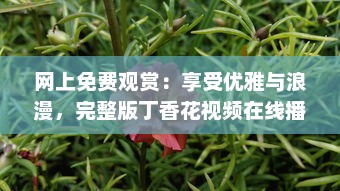 网上免费观赏：享受优雅与浪漫，完整版丁香花视频在线播放，靠近大自然的桥梁