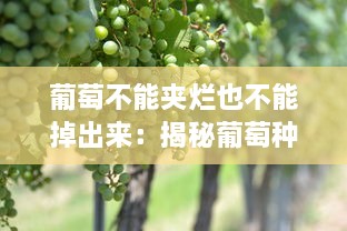 葡萄不能夹烂也不能掉出来：揭秘葡萄种植与保存中的艺术与科学 v0.4.2下载