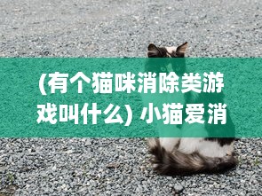 (有个猫咪消除类游戏叫什么) 小猫爱消除：揭秘萌萌小猫的智力挑战与消除乐趣