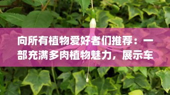 向所有植物爱好者们推荐：一部充满多肉植物魅力，展示车载多肉艺术1V2的精彩之作