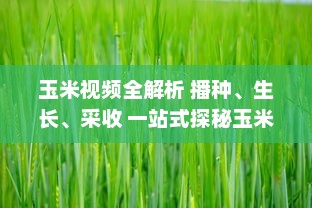 玉米视频全解析 播种、生长、采收 一站式探秘玉米的奇妙旅程，带你领略农业的魅力 v7.2.1下载