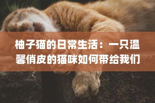 柚子猫的日常生活：一只温馨俏皮的猫咪如何带给我们无尽的幸福感 v5.8.1下载