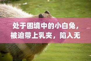 处于困境中的小白兔，被迫带上乳夹，陷入无尽的调教游戏