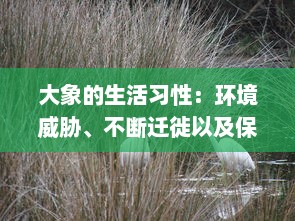 大象的生活习性：环境威胁、不断迁徙以及保护大象群体的迫切需要 v2.1.7下载