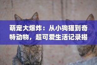 萌宠大爆炸：从小狗猫到奇特动物，超可爱生活记录揭秘萌宠养护与训练全攻略