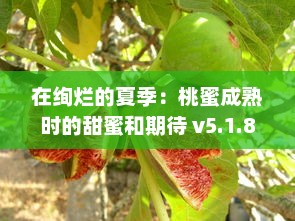 在绚烂的夏季：桃蜜成熟时的甜蜜和期待 v5.1.8下载