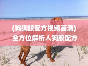 (狗狗胶配方视频高清) 全方位解析人狗胶配方大全，狗狗播放下的细致养护与健康科学