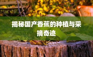 揭秘国产香蕉的种植与采摘奇迹