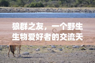 狼群之友，一个野生生物爱好者的交流天堂