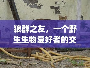 狼群之友，一个野生生物爱好者的交流天堂