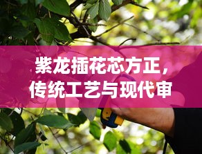 紫龙插花芯方正，传统工艺与现代审美的完美结合