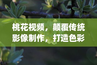 桃花视频，颠覆传统影像制作，打造色彩斑斓的视觉盛宴